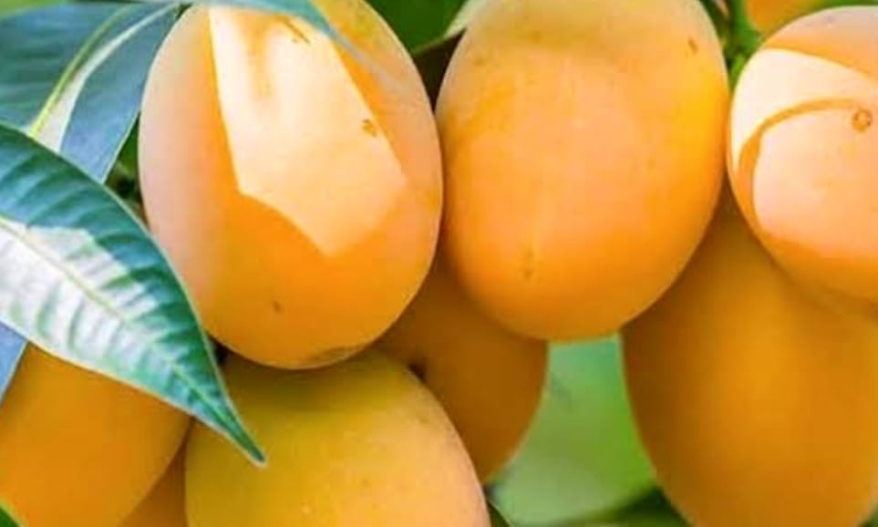 vardaannews.com