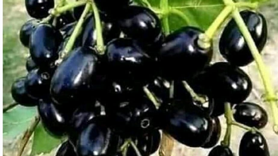 vardaannews.com
